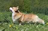 CORGI PEMBROKE 607